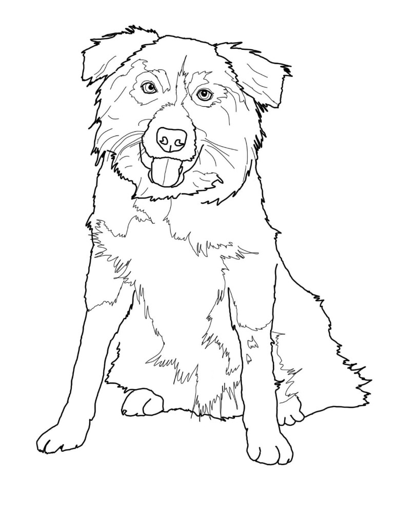 Printable Border Collie Coloring Pages Free