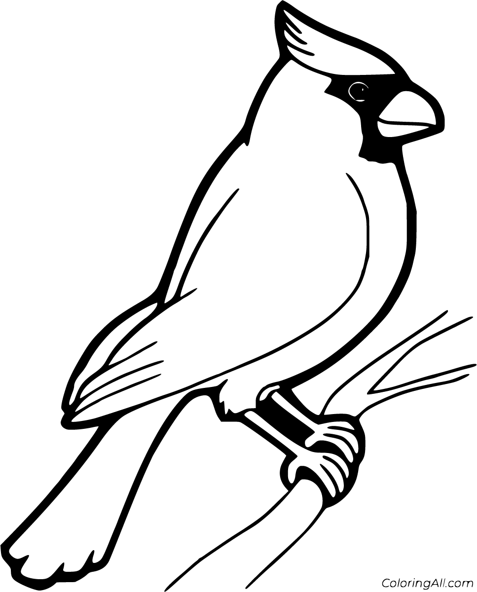 29 Free Printable Cardinal Coloring Pages In Vector Format Easy To Print From Any Device And Automatic Bird Coloring Pages Bird Drawings Animal Coloring Pages