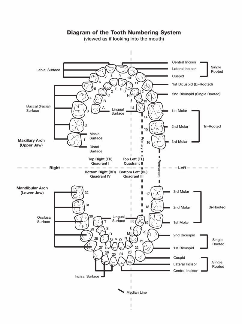 Printable Dental Charting Template