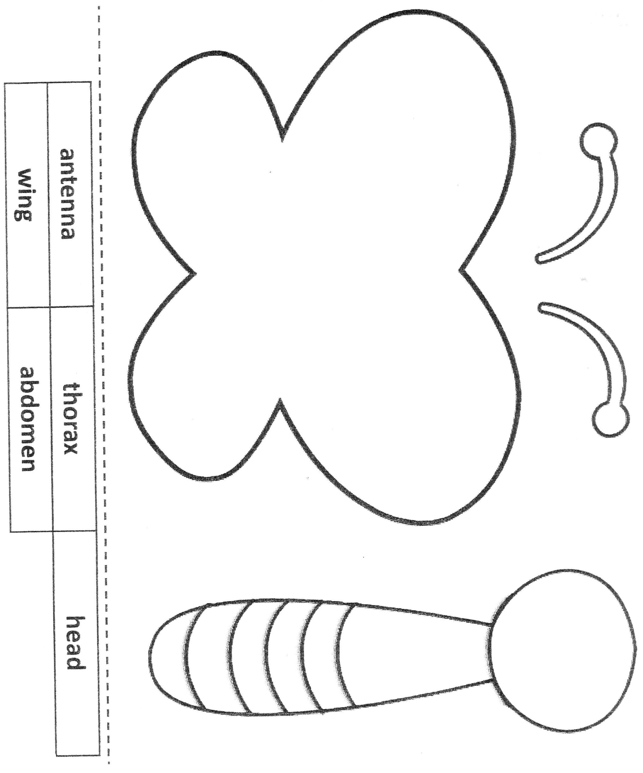 Flutter Fly Butterfly Body Parts Butterfly Lessons Butterfly Facts