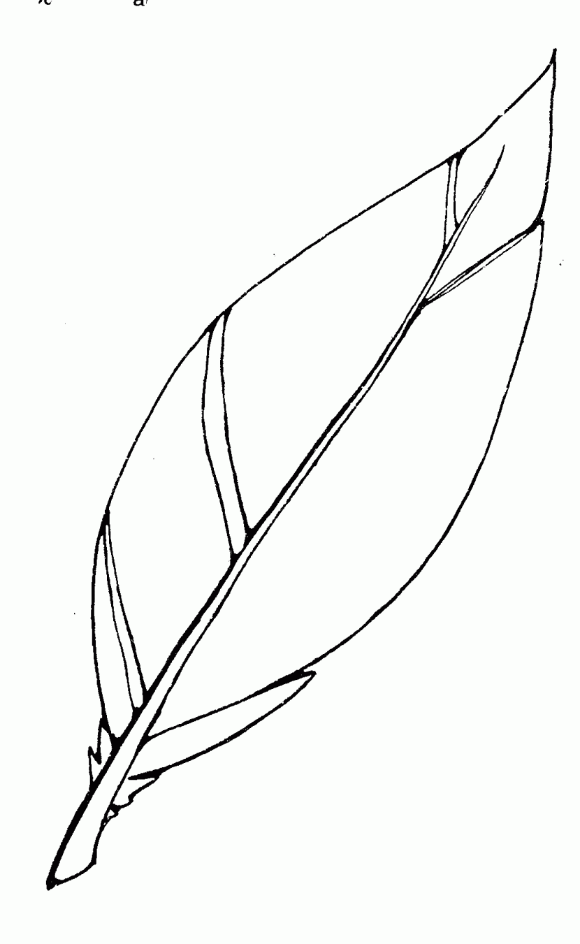 Free Feather Clip Art Pictures Clipartix Feather Clip Art Free Clip Art Clip Art Pictures