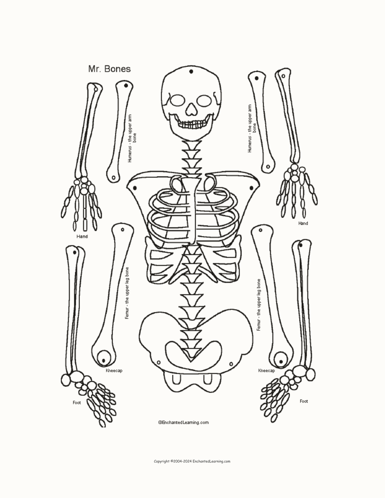Free Printable Skeleton Template