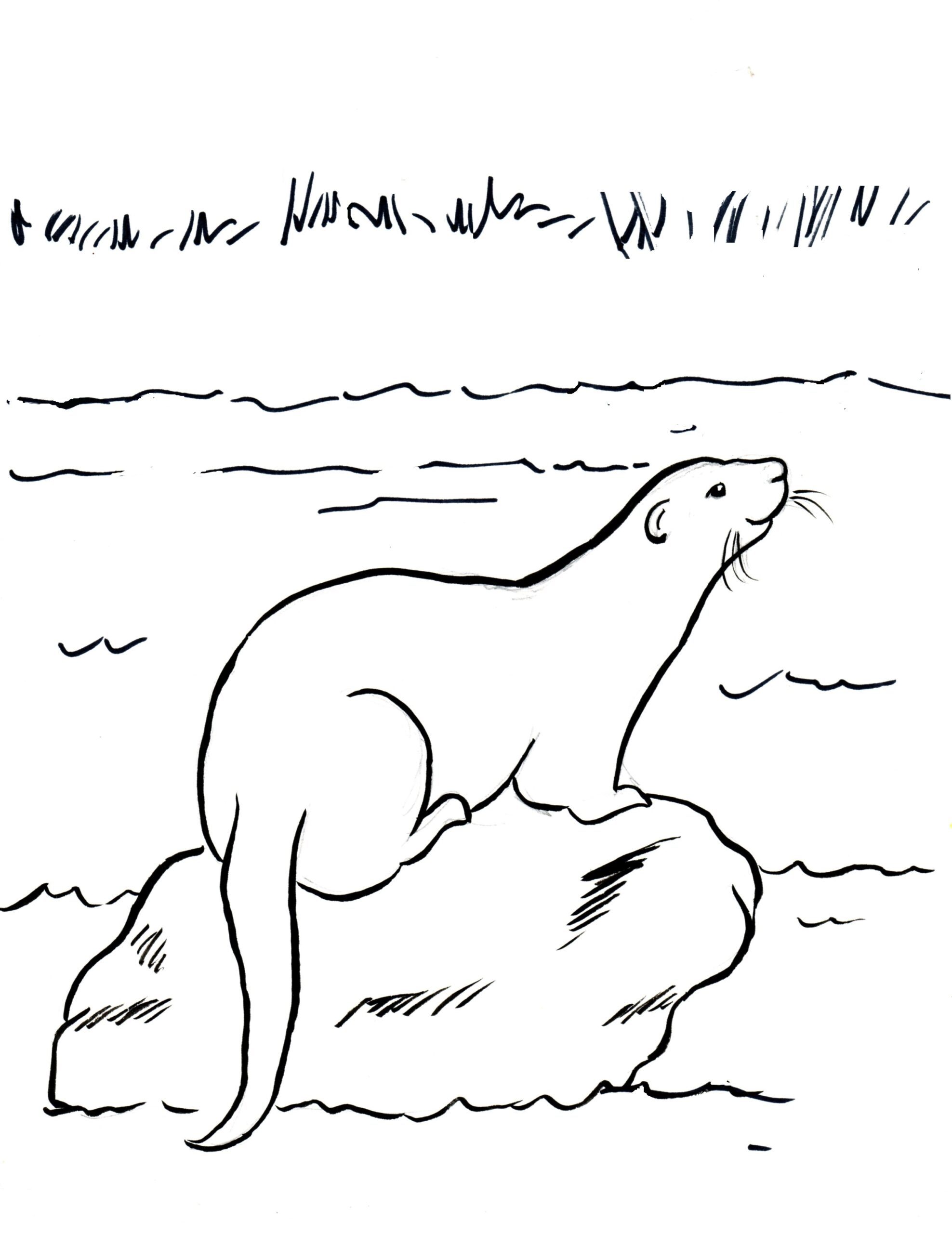 Printable Sea Otter Template