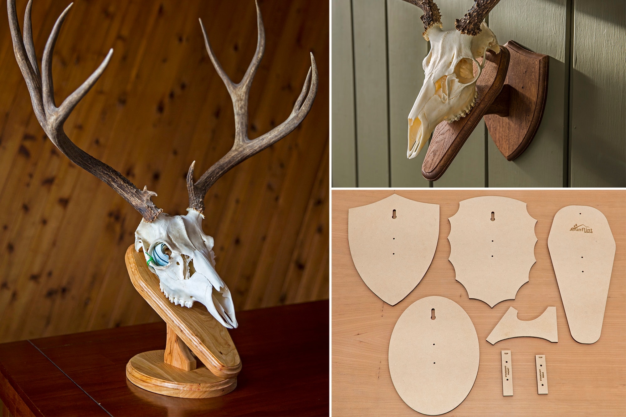 Template For DIY European Mount Deer Skull Plaque Etsy