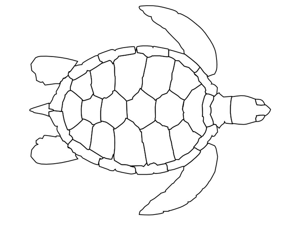 Turtle Coloring Page Nuttin But Preschool Turtle Coloring Pages Turtle Outline Animal Coloring Pages