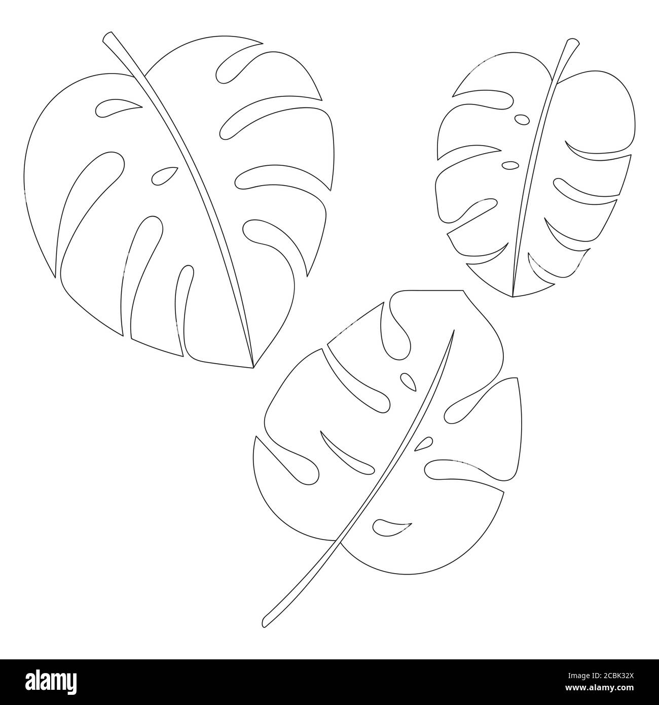 Vector Jungle Leaves Set Tropical Exotic Plant Leaf Isolated On White Background Monstera Botanical Floral Illustration Outline Drawings Stock Vector Image Art Alamy